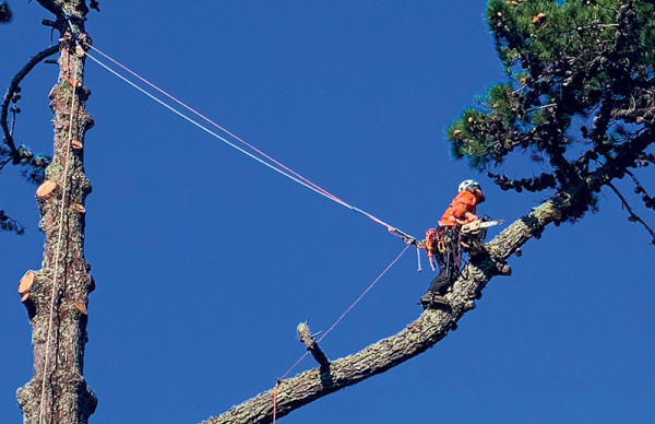 Arboriculture Level 5 website image