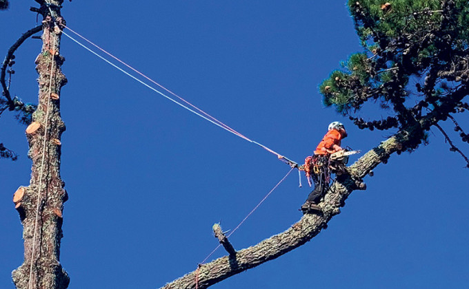 Arboriculture Level 5 website image