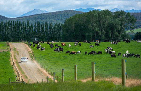 News Article photos Generic Ag Dairy